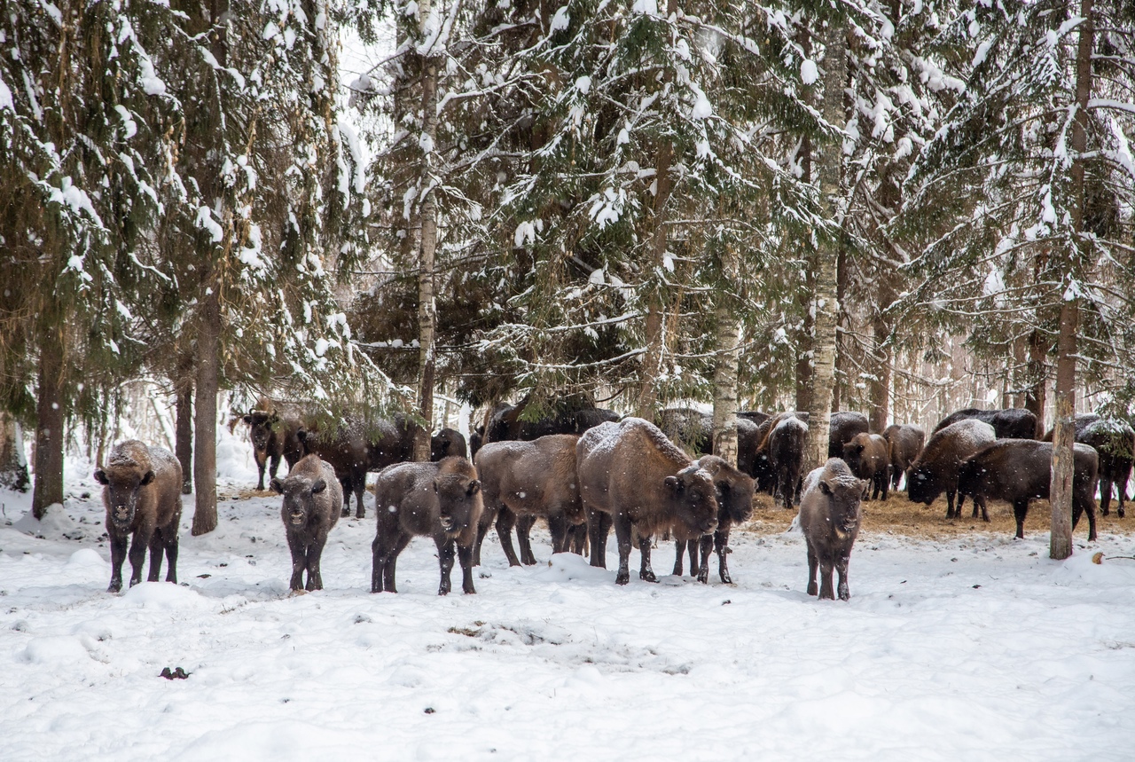 Мы на экваторе зимы. Есть еще полтора месяца, чтобы сделать снежные снимки. Предлагаем отправиться на настоящую фотоохоту: погулять на свежем воздухе и запечатлеть оленей, зубров и северных собак.